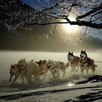 Activités hiver de la Ferme Bertrand et ses chiens des neiges : balade en traîneau à chiens - HAUT VALROMEY